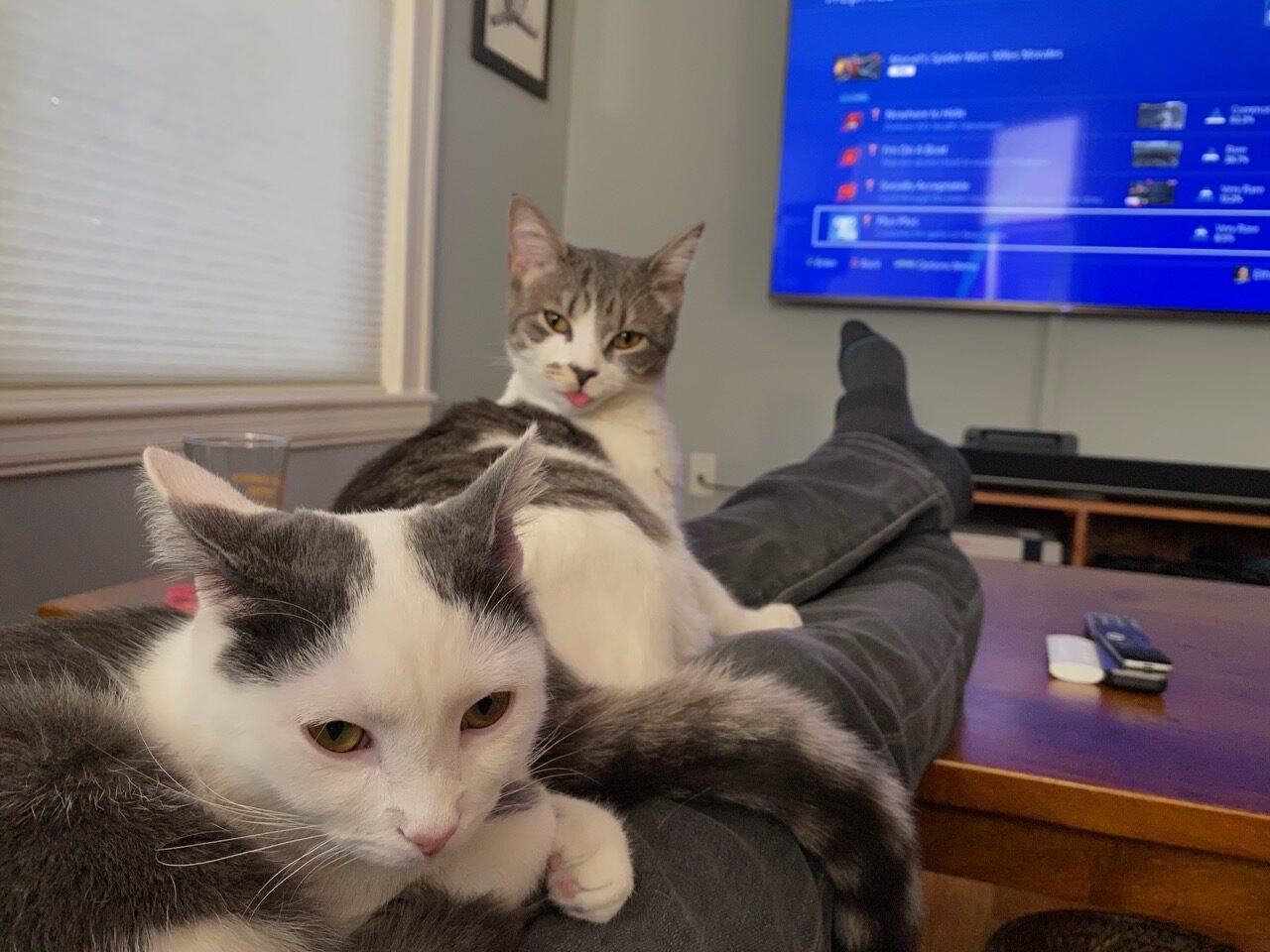 Two white-and-gray cats perched on Ethan's legs as he scrolls through a menu of video game achievements behind them.