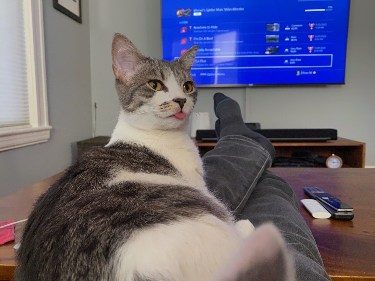 A small cat with a white face and gray-and-black strips bleps gently while sitting on Ethan's legs. Behind her is a Playstation 4 video game achievements list on a TV.