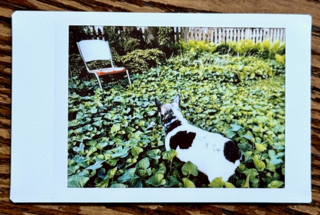 A small black and white dog stands amid violet leaves, contemplating an old metal chair.