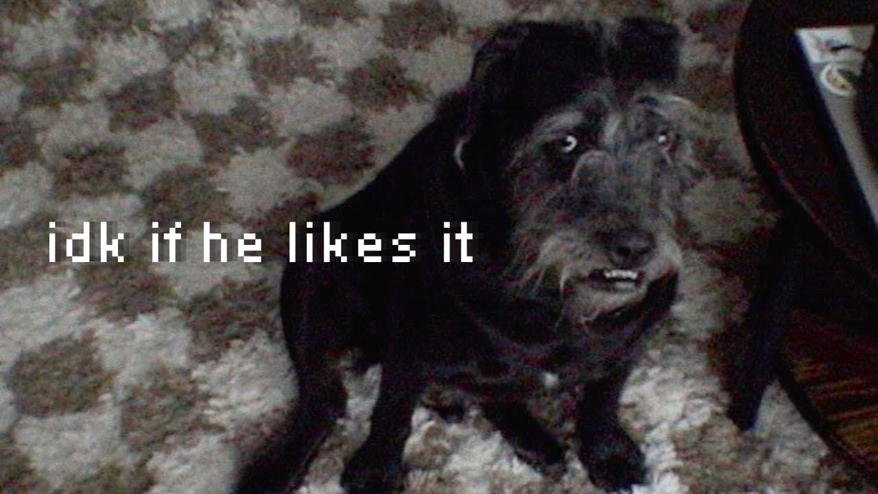 A scruffy black and gray dog looking up with trepidation, overlaid with the text "idk if he likes it."