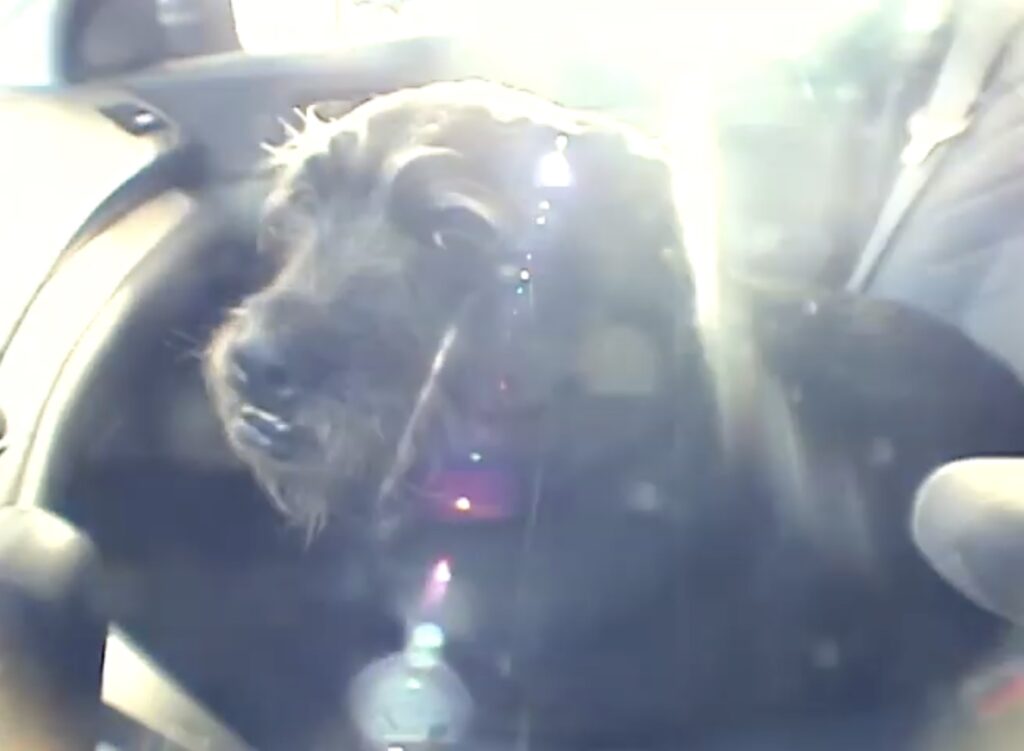 A DV camcorder freeze frame of lens flare over a scruffy black-and-gray dog, sitting in a passenger sear.