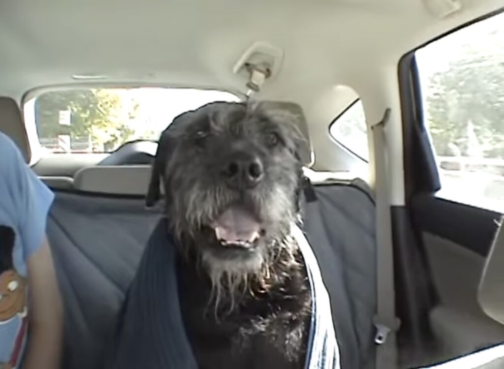 A DV camcorder frame showing a scruffy black-and-gray dog in the back seat of a car, mouth open and smiling, while wrapped in a towel.