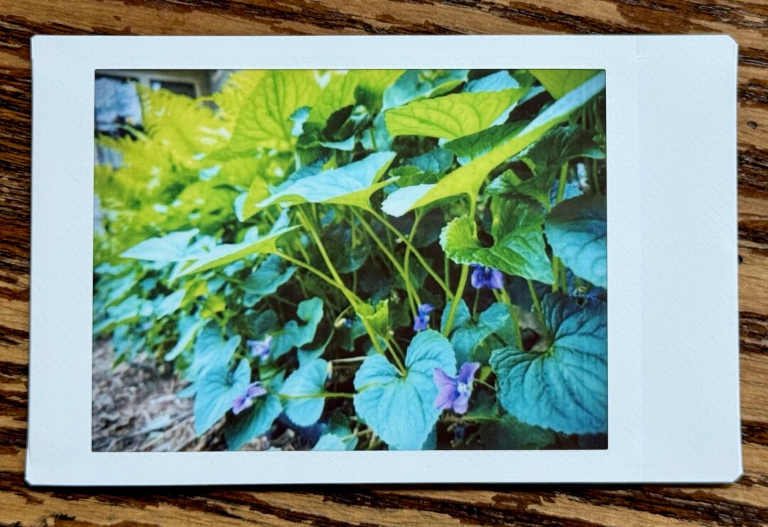 A sideways instant photo of a cluster of heart-shaped violet leaves and their small flowers, with ferns in the background.